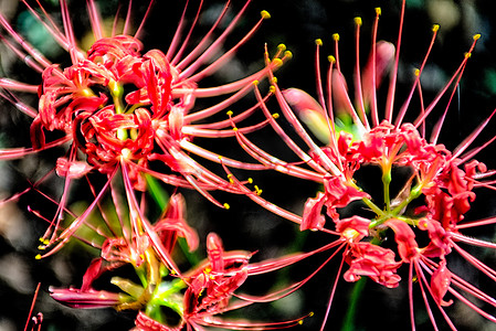 红蜘蛛百合 lycoris radiata 簇孤挺花 higanbana 流