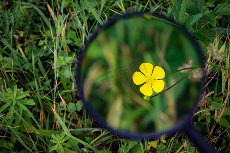 用放大镜放大草丛中的一朵黄色小花。