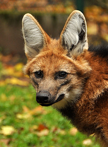 红鬃狼在大自然中的特写肖像