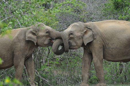 斯里兰卡亚拉国家公园的大象相爱