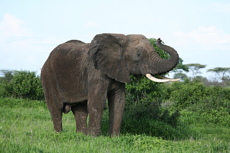 非洲博茨瓦纳大草原上的野生大象 (Elephantidae)