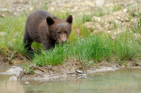 可爱棕熊摄影照片_棕熊幼崽