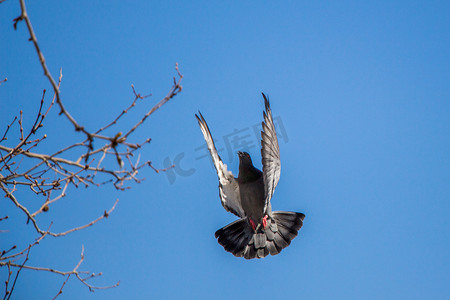 飞翔的鸽摄影照片_单鸽在空中飞翔