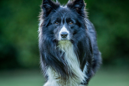 边境牧羊犬在镜头前担任主角。