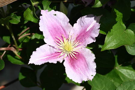 粉红色开花的铁线莲 (Clematis)