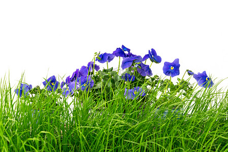 白色背景下的绿草和蓝色紫罗兰