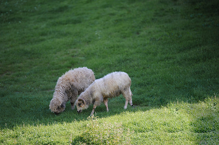 绿色草地上的小羊群
