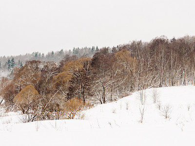 与树的冬天自然本底在雪之下。