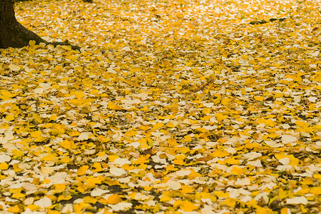 土地背景和质地上的黄叶，自然秋季主题