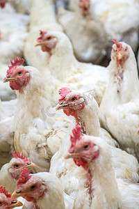 健康工厂摄影照片_农场病鸡或悲伤鸡、流行病、禽流感、健康问题。