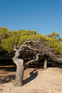 风吹松树