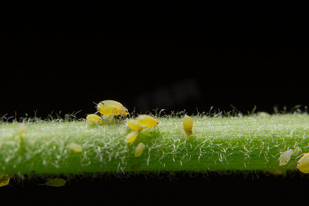 大豌豆蚜虫（学名：Aphis craccivora Koch.）