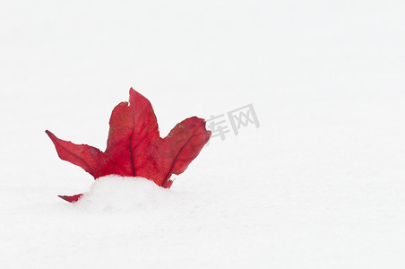 枫叶红叶困在雪中