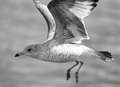 美丽的黑白背景，一只飞翔的海鸥