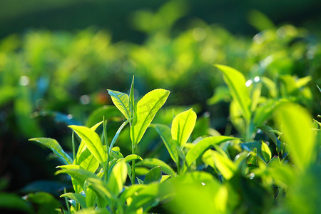 蓝色饮料摄影照片_绿茶种植园景观。