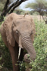 非洲博茨瓦纳大草原上的野生大象 (Elephantidae)