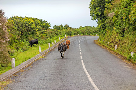 牛在路上