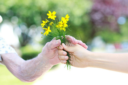 送花的手摄影照片_给年长的女人送黄花