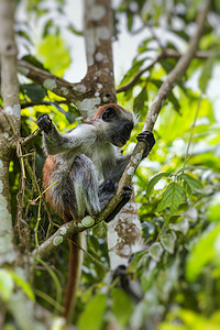 濒临灭绝的桑给巴尔红疣猴 (Procolobus kirkii)，Joza