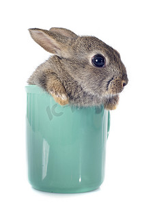 白色兔子摄影照片_茶杯里的欧洲兔