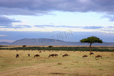 角马群 马赛马拉 肯尼亚 非洲