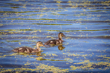 白天，小鸭子在鸭子的监督下在池塘里游泳