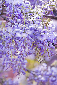 紫藤花在春天