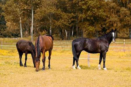 吃草的母马和她的小马驹