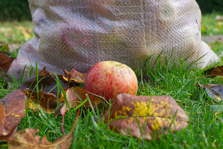 秋天的概念，落下的苹果和树叶