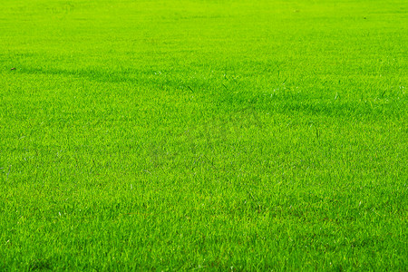田野背景中的高尔夫运动自然绿草