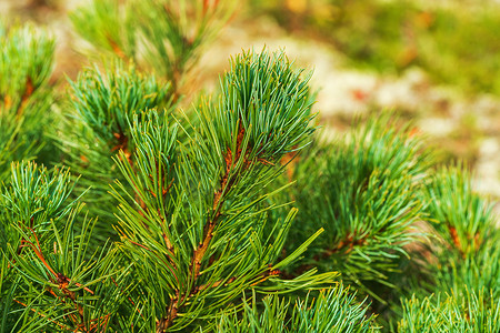 松针叶摄影照片_灌木矮石松 Pinus Pumila 的针叶。