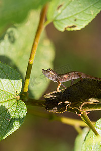 黄色五角星边框摄影照片_鼻角变色龙 (Calumma nasutum)