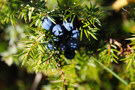成熟的蓝色杜松浆果在绿色针叶之间的树枝上被阳光照射。