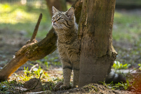 绿季叶林中的野猫