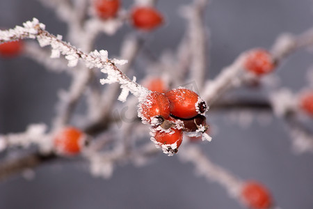 沿途的磨砂野玫瑰（Rosa Canina）。