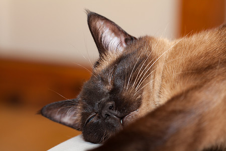 一只暹罗猫的肖像，它有美丽的蓝眼睛，正在休息