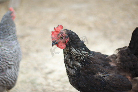 免费中国风摄影照片_浅色背景中的黑鸡和灰母鸡