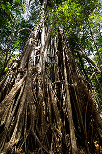 巨大的树根支撑着 Tangkoko 公园