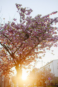 春天樱花公路摄影照片_早春的城市街道