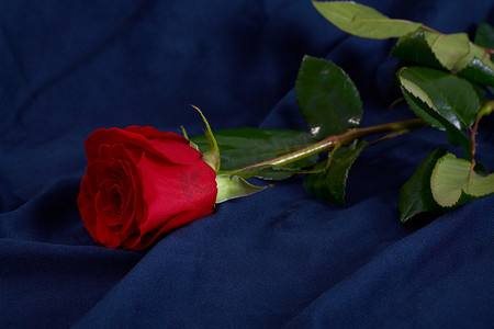 蓝色织物上的红玫瑰花