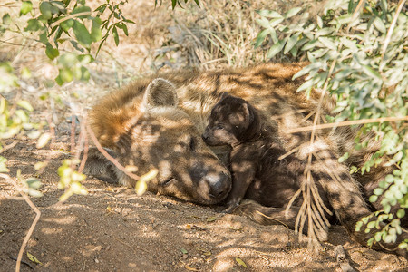 斑点鬣狗摄影照片_小斑点鬣狗和妈妈在一起。