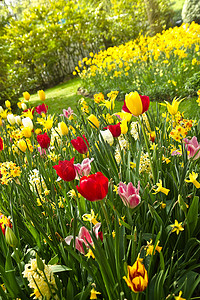 春天有很多颜色的郁金香和水仙花