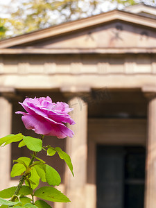 夏洛滕堡城堡花园陵墓前的玫瑰特写