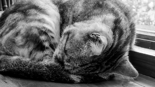 动物可爱猫咪摄影照片_睡在木桌上的可爱猫咪。