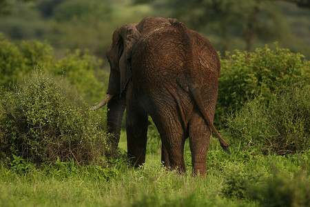 动物的背景大图摄影照片_非洲博茨瓦纳大草原上的野生大象 (Elephantidae)