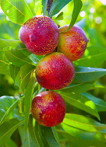 一棵树上的油桃果实，红色