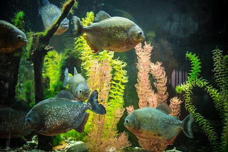 食人动物摄影照片_淡水水族馆中的热带食人鱼群