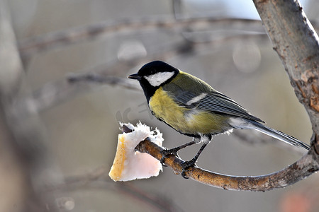 麻雀啄木鸟摄影照片_大山雀在树枝上吃肥肉