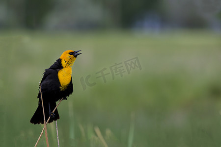 在繁殖羽毛中唱歌的黄头黑鸟