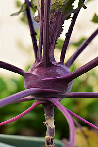 花箱中的紫色大头菜作为特写